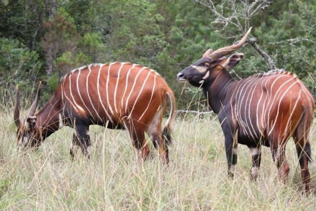 Aberdare National Park - bongo