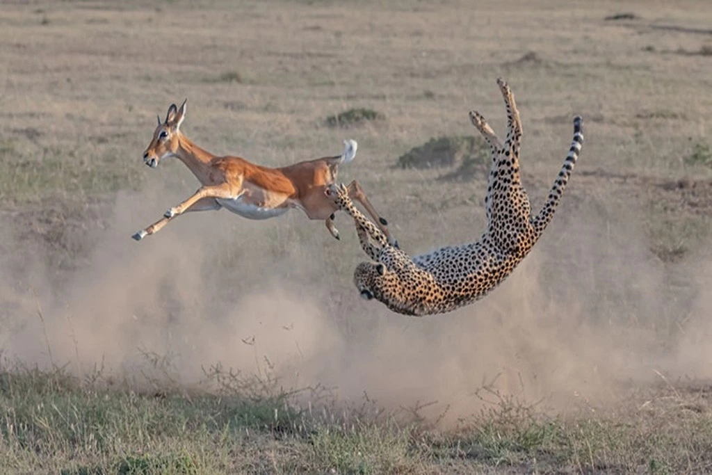 African Safari Animals - Cheetah