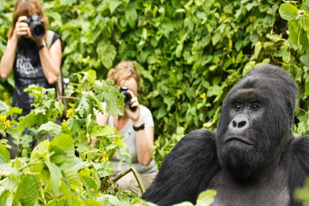 Corporate Retreat - Gorilla - AjKenyaSafaris.com