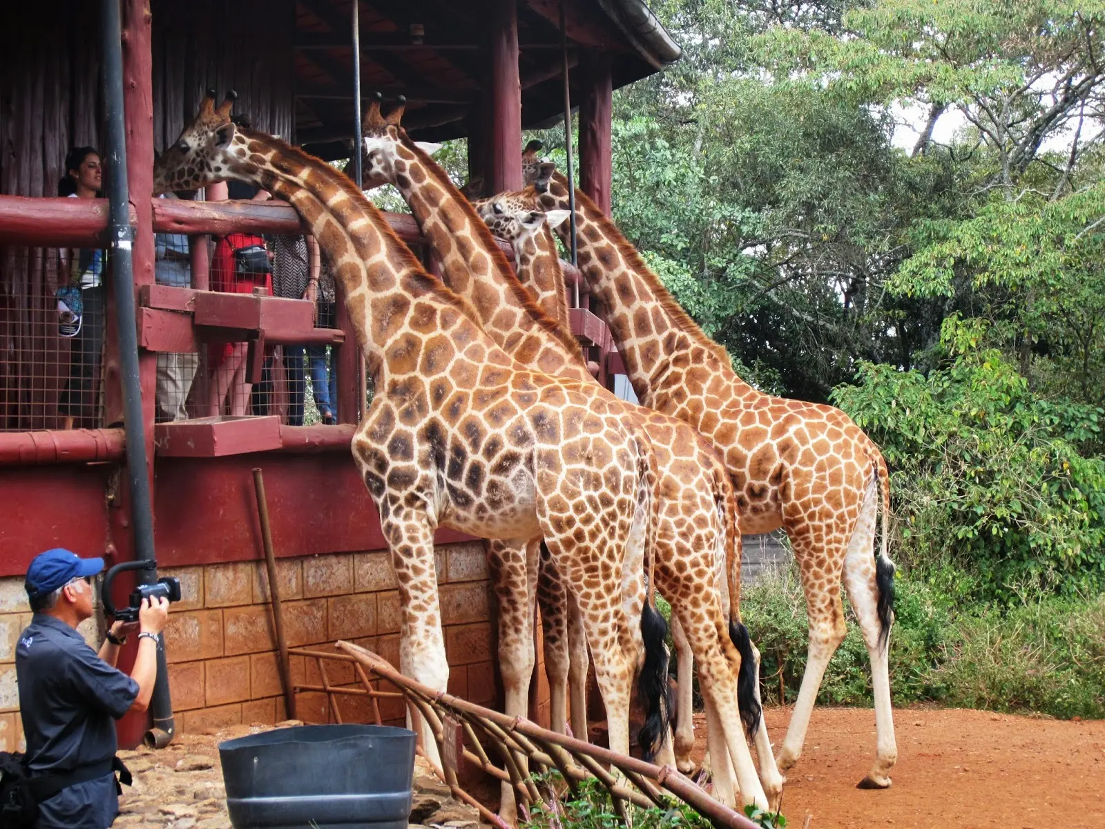 Giraffe Centre | African Fund for Endangered Wildlife (A.F.E.W)