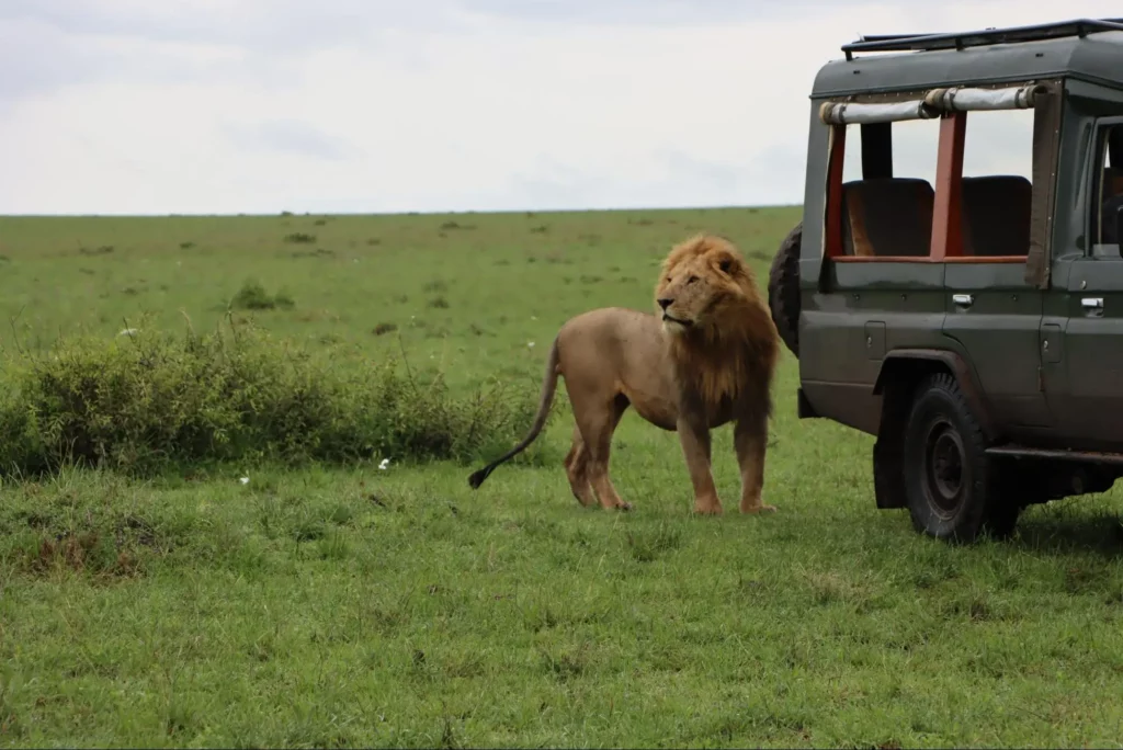 Cheap Safari in Kenya - Aj Kenya Safaris