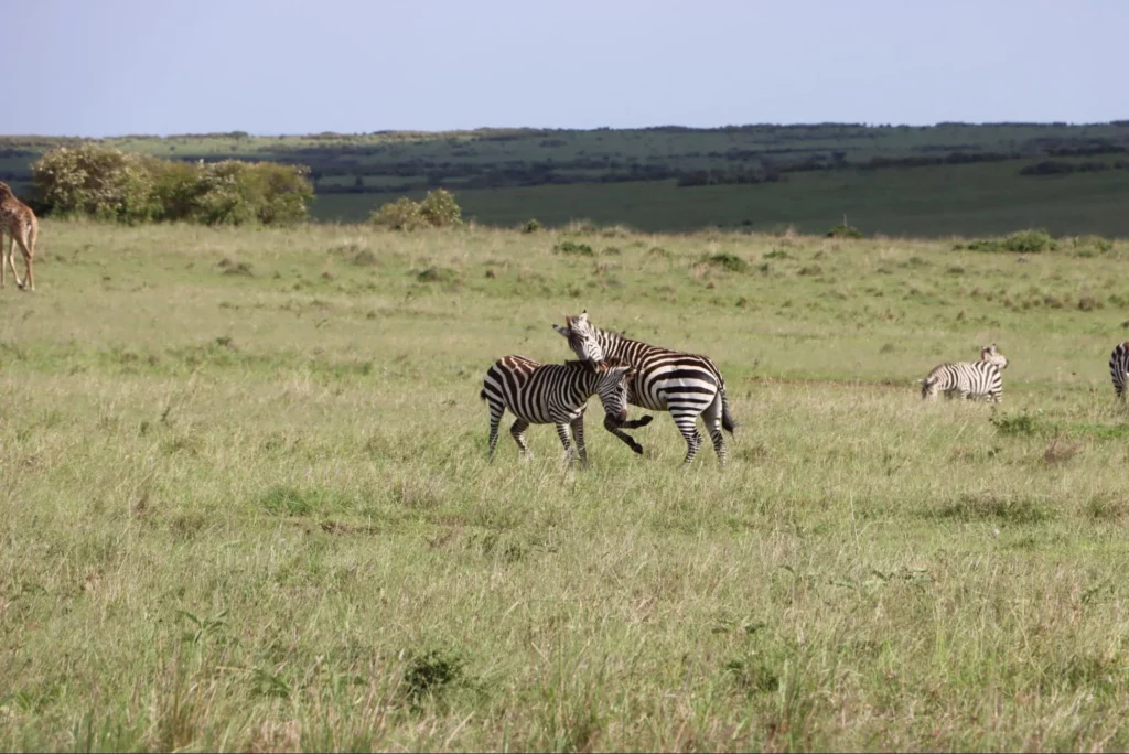 4 Days Kenya Safari - Zebras