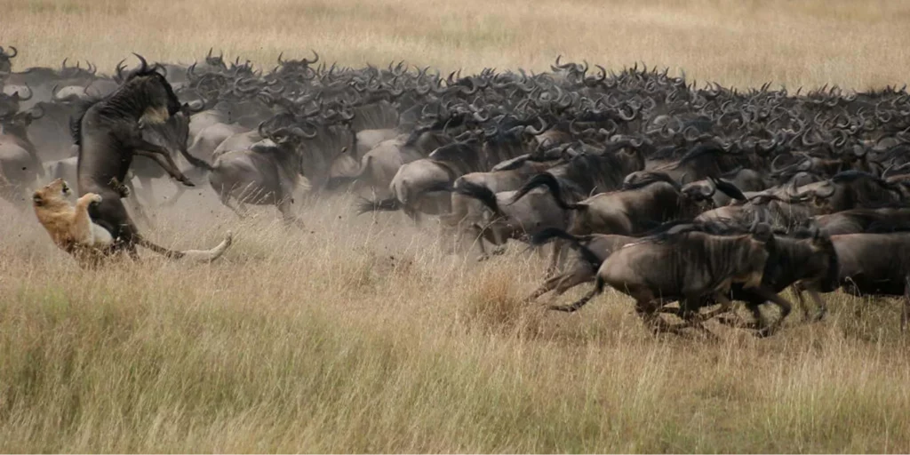 Kenya Wildebeest Migration - Aj Kenya Safaris