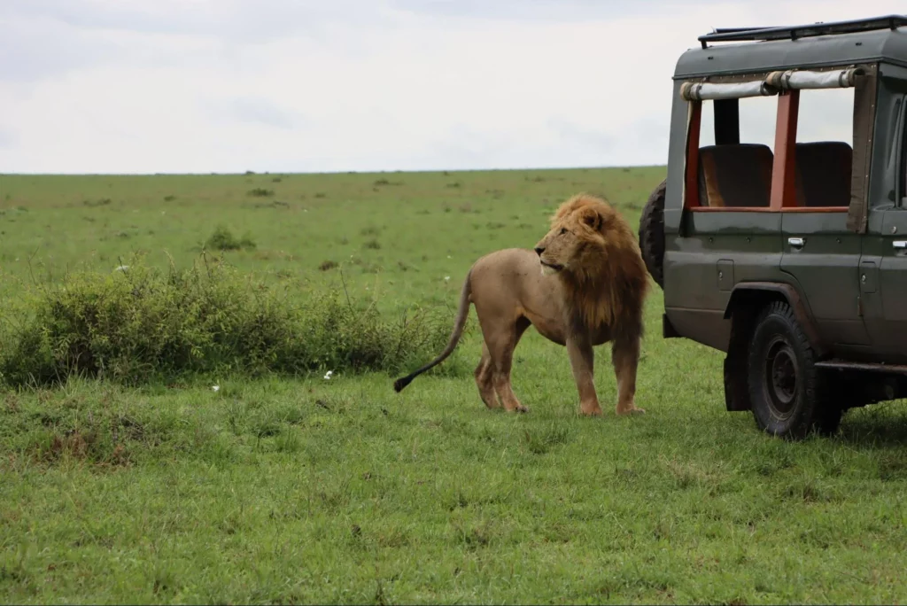 Masai Mara Christmas Safari Packages - AjKenyaSafari.com