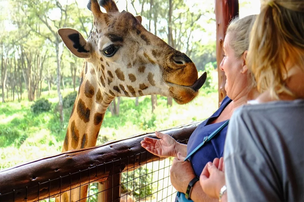 Nairobi National Park and Giraffe Center Day Tour
