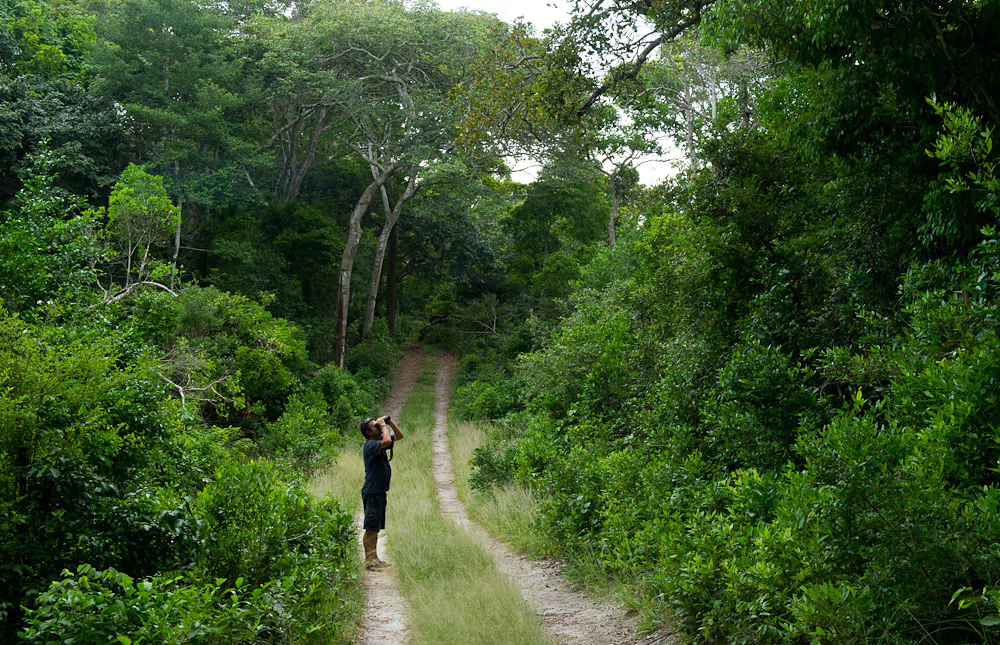 Arabuko Forest