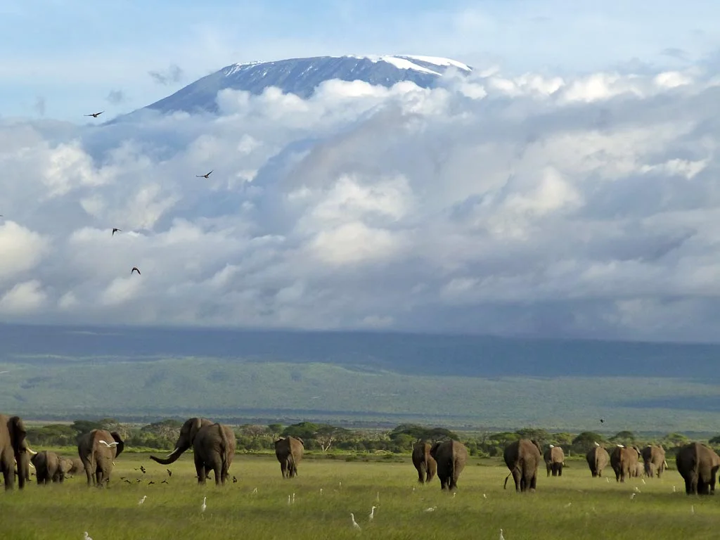 Amboseli National Park - Elephants - Kenya Safari and Beach