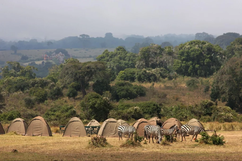 camping safaris - zebras and camps