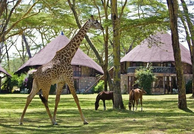 Lake Naivasha Sopa Resort - Giraffe and hotel