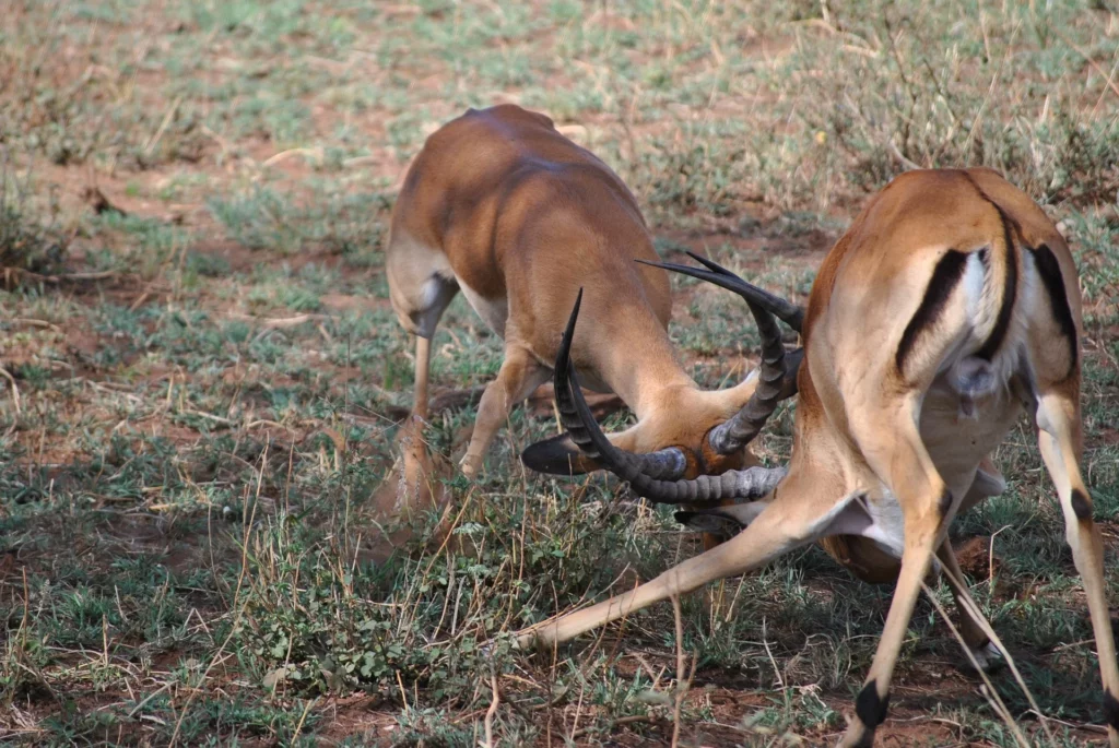 Kenya wildlife safari - impalas