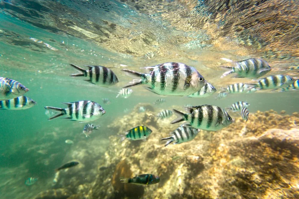 fish at watamu