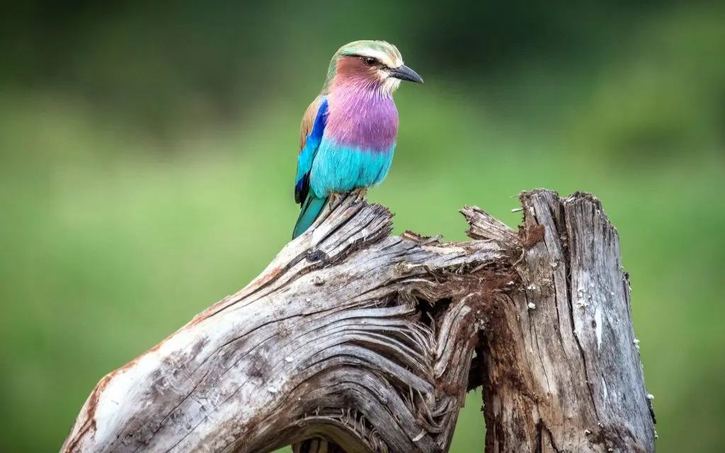 Mount Elegon National Park - Bird