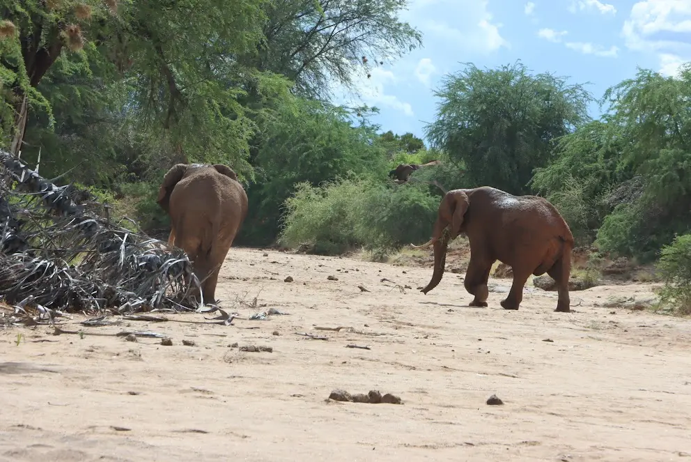 Elephants at Tsavo East national park