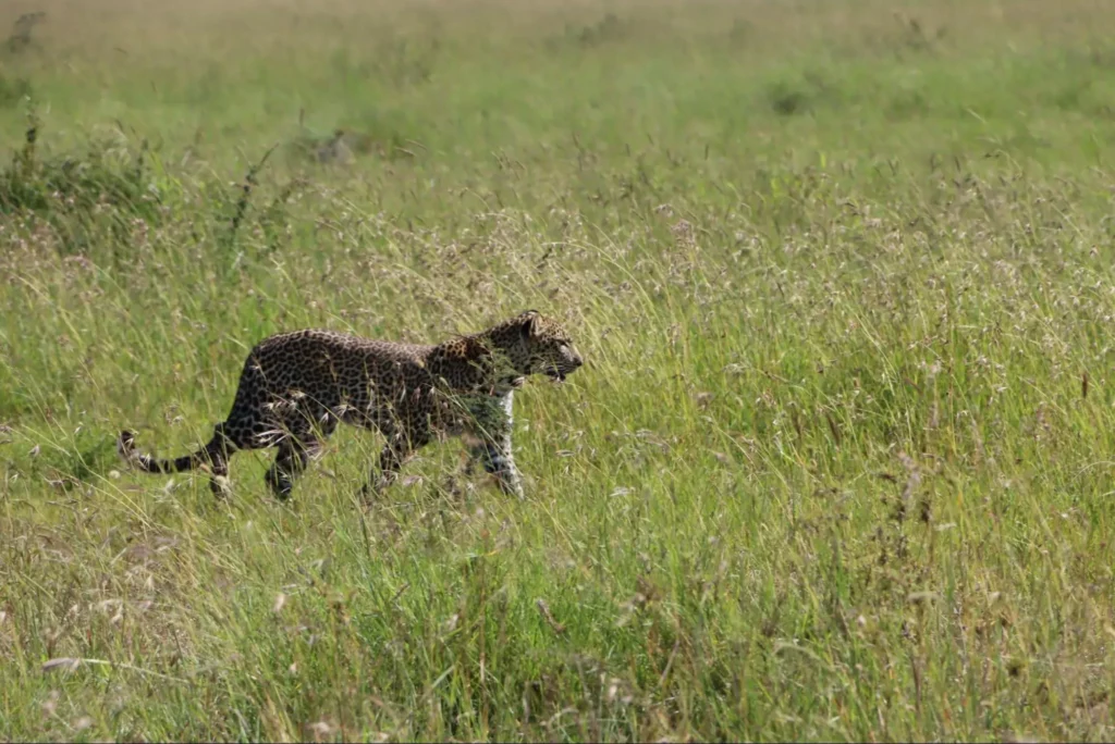 Masai Mara Safari Cost - Leopard