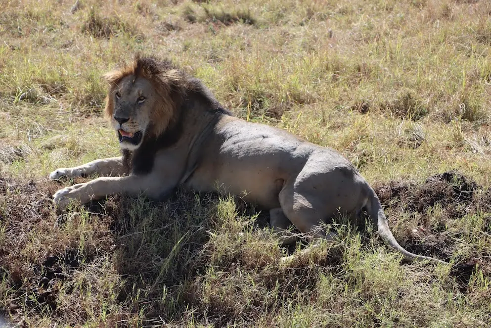 Lion at Masai Mara - AJKenyaSafaris.com