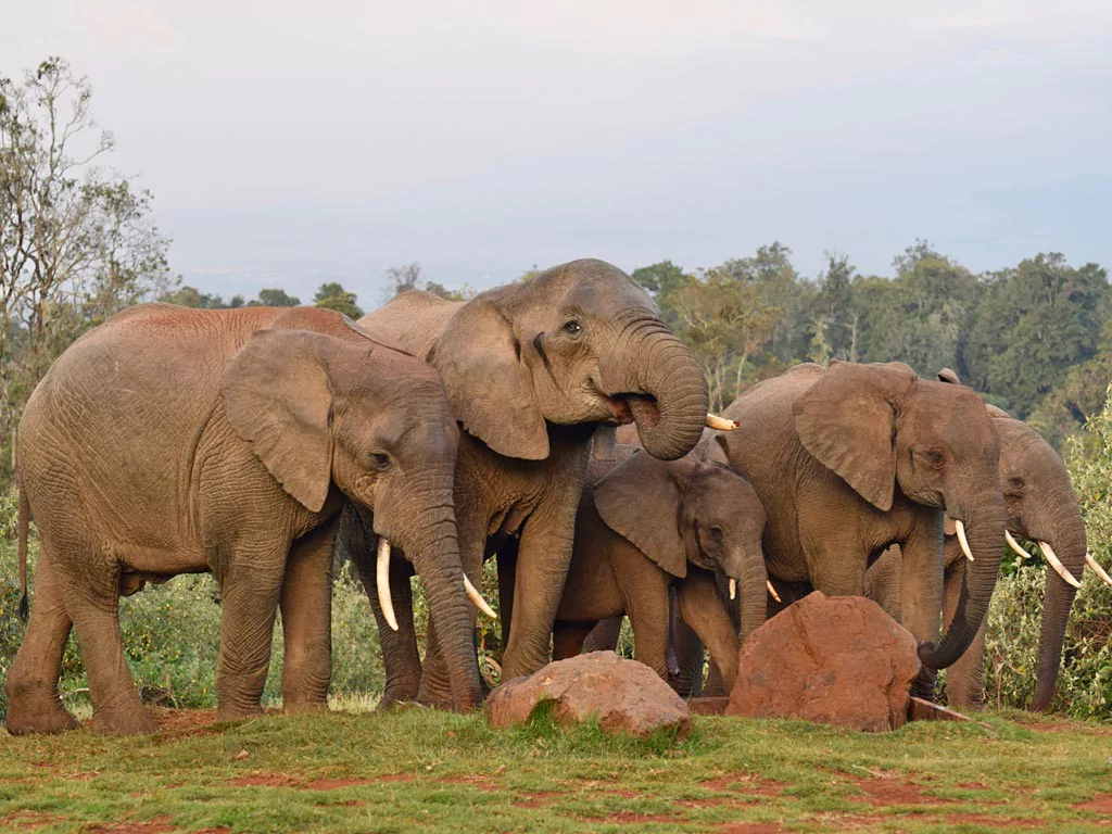 12 Days Kenya Safari Tours - Elephants
