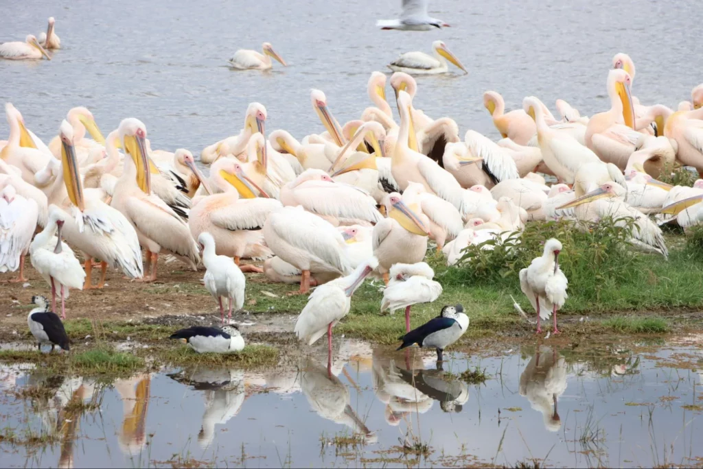 Kenya Tour Packages from India - Birds at Nakuru