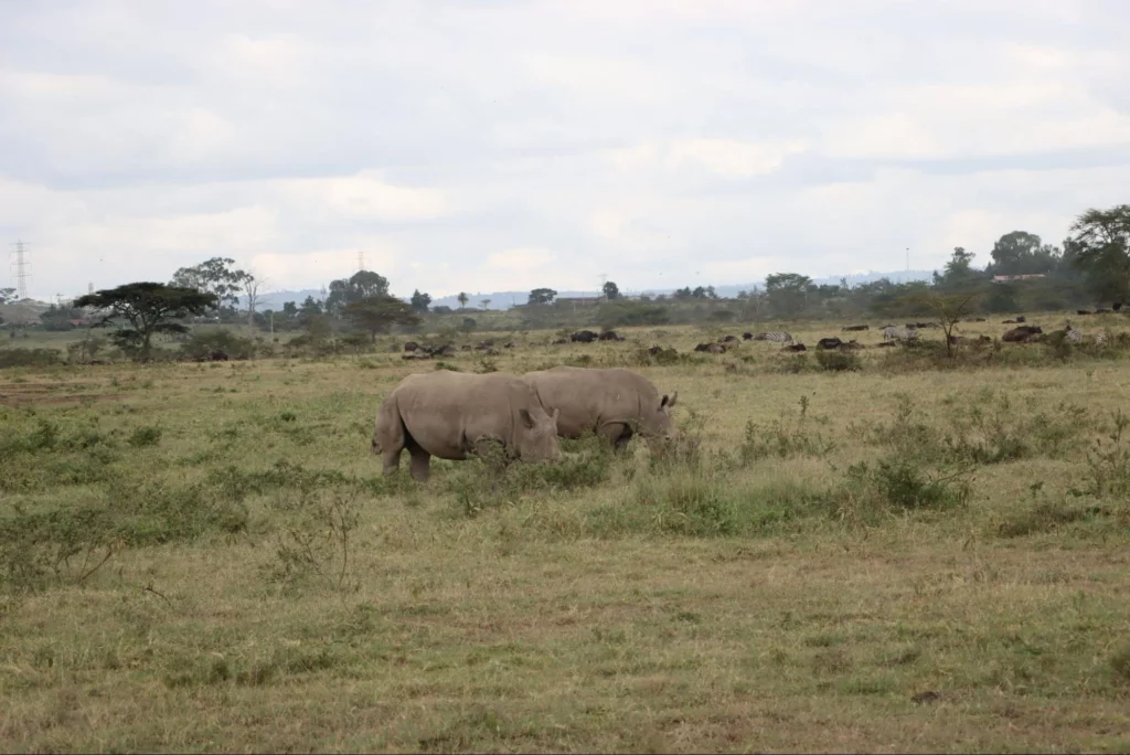 Rhinos at Lake Nakuru - Kenya Group Tours