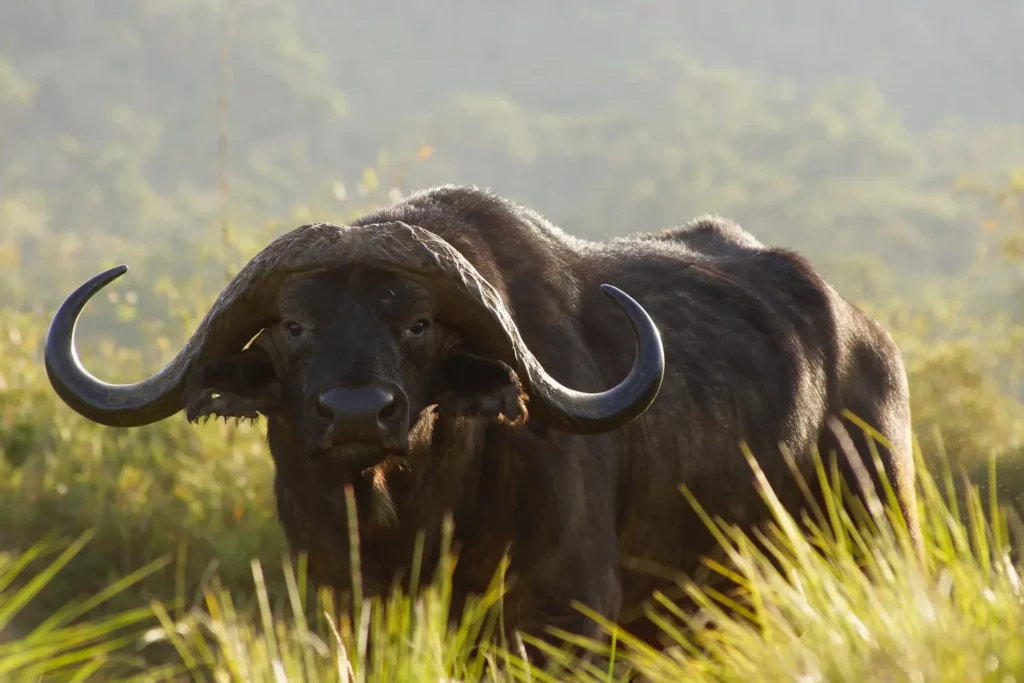 Buffalo and Aberdare National Park