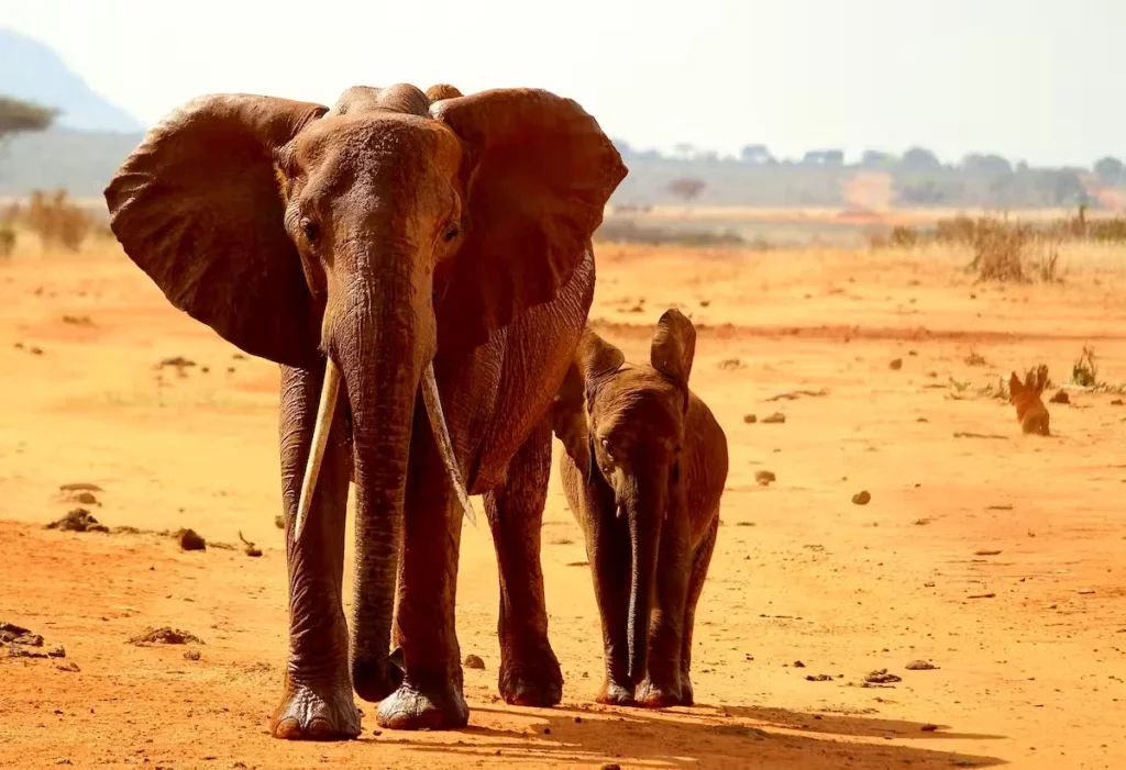 Elephant at Tsavo West