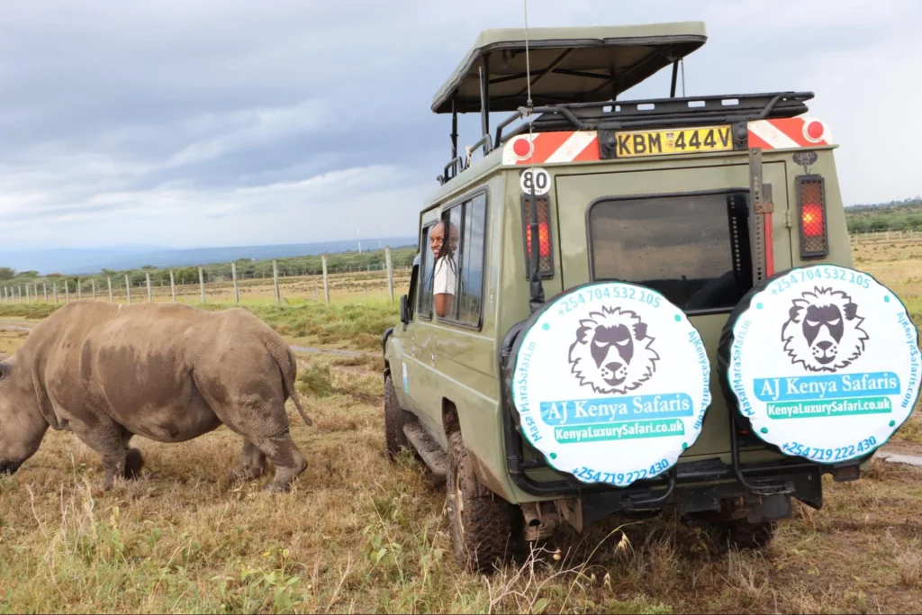 rhino at Ol Pejeta Conservancy