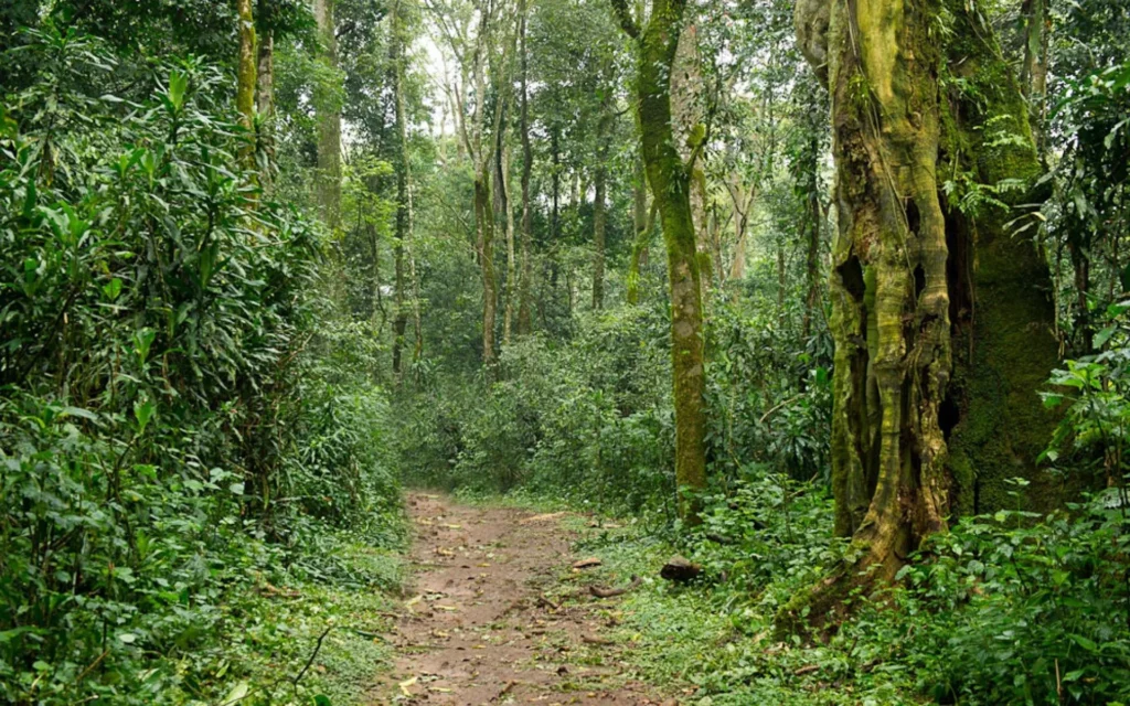 Kakamega Forest National Reserve - Forest