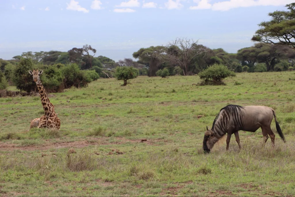 Kenya tour facts - wildebeest and Giraffe