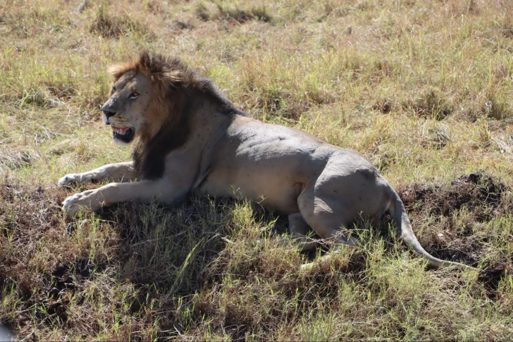 lion at masai mara - huduma day safari package
