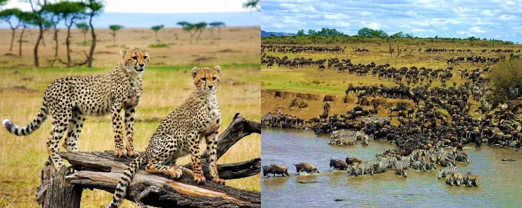 Masai mara migration - cheetahs