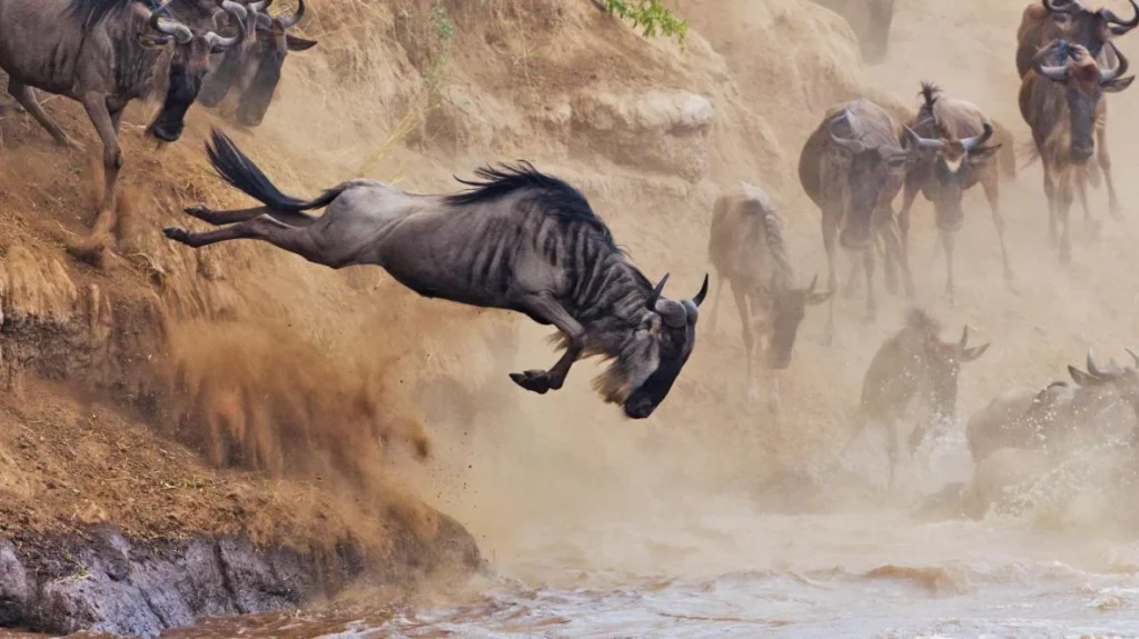 wildebeest crossing river mara -packages for residents
