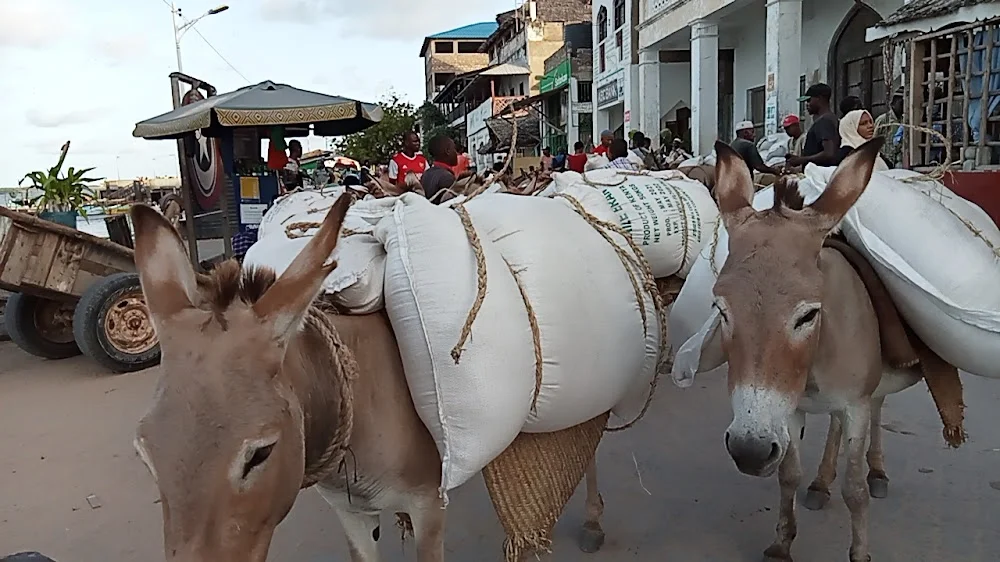 Lamu Kenya - donkeys