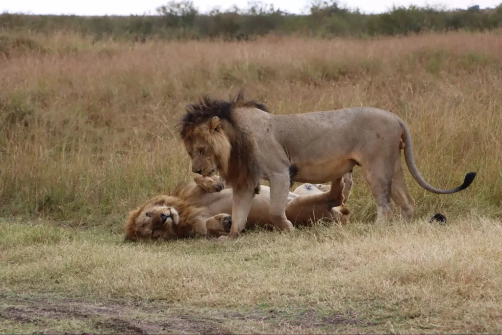 Cheap Safari Kenya - AjKenyaSafaris.com