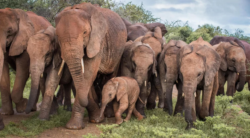 David sheldrick elephants