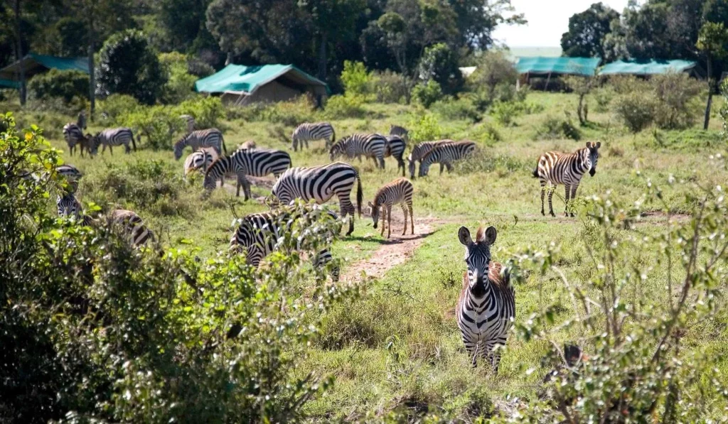 best camping safaris in Kenya - Zebras and camps