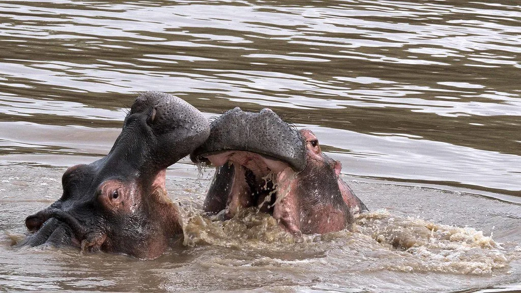 hippos at Masai Mara national park