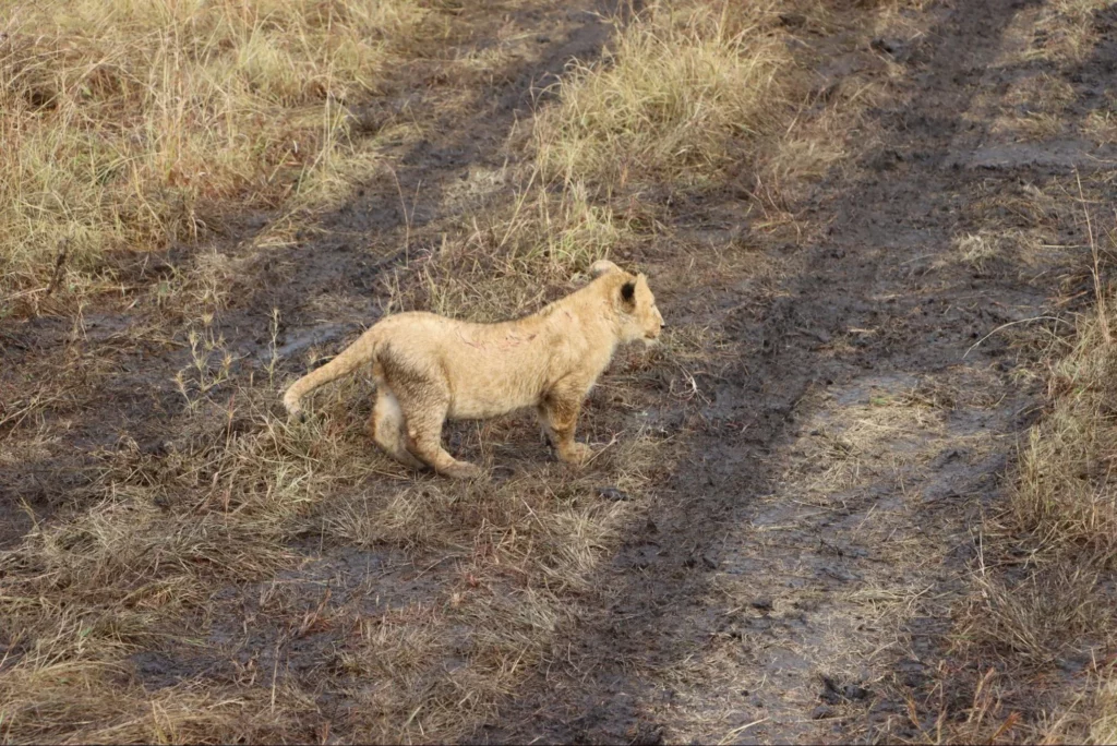 Lion’s cub at Masai Mara