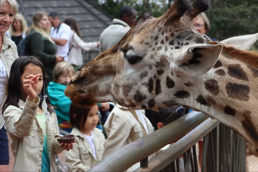 Giraffe Center - Our Clients