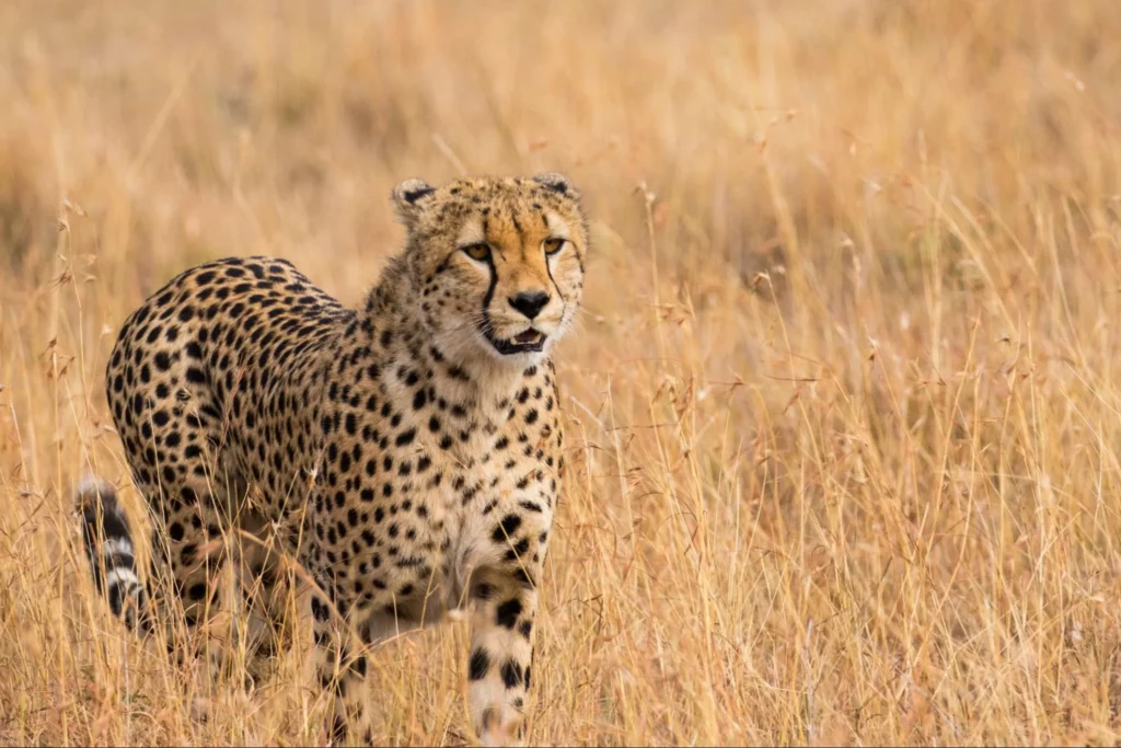 Jamhuri day safari - Cheetah