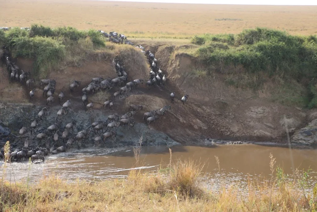 Masai Mara Migration - AjKenyaSafaris.com