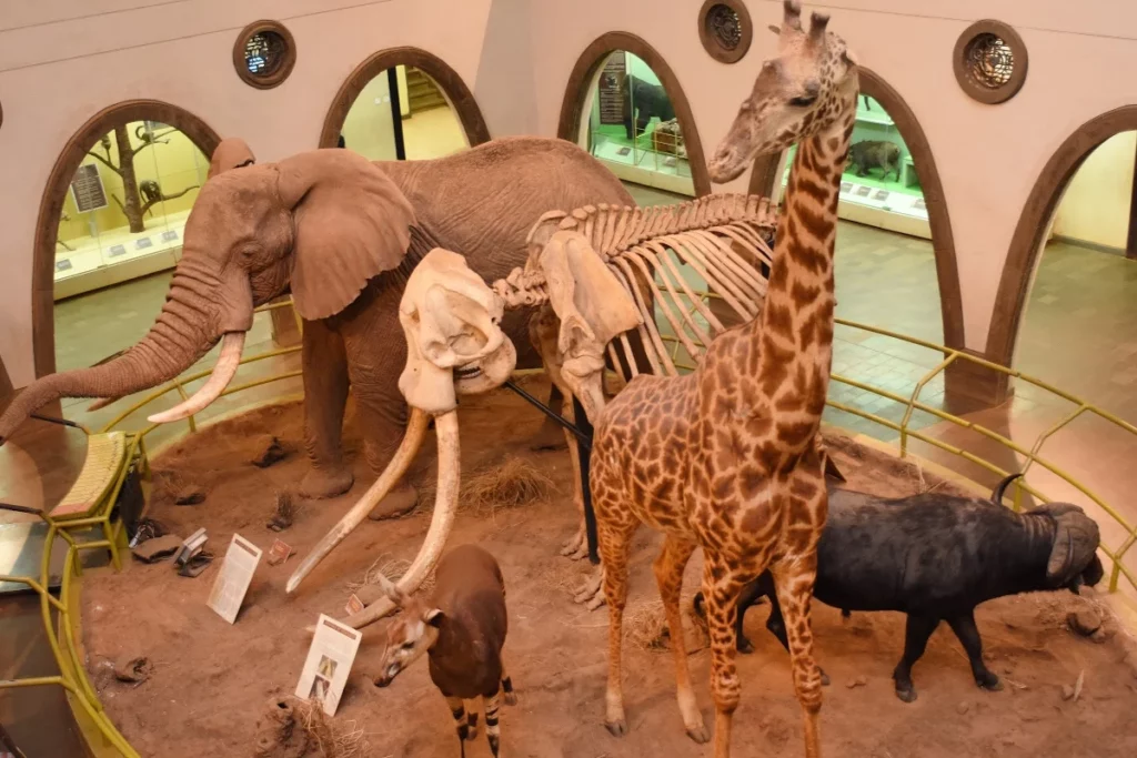 Nairobi safari tours - nairobi national museum