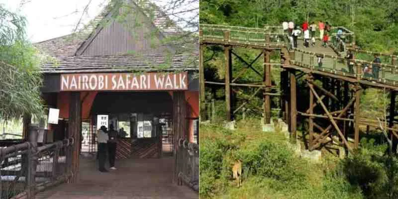 Nairobi safari tours - nairobi safari walk