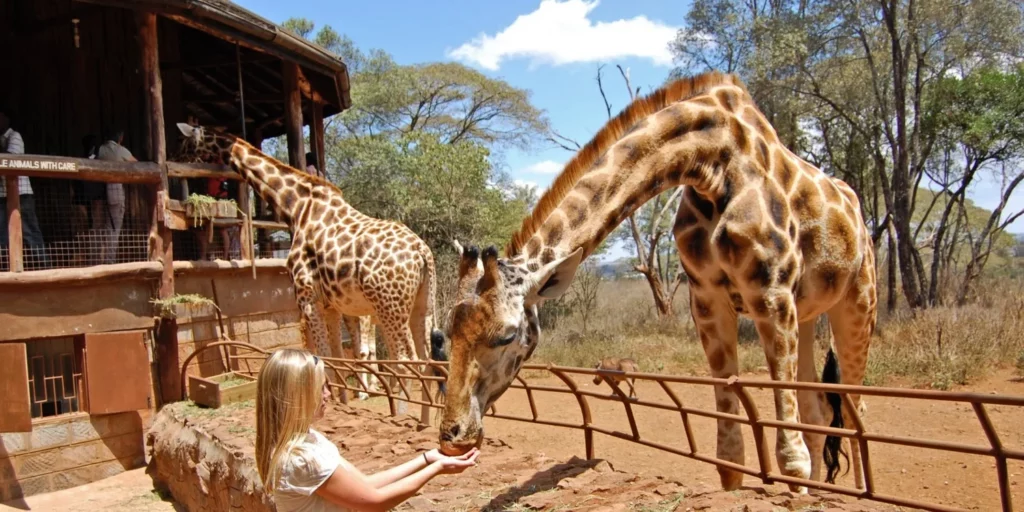 Giraffe Center