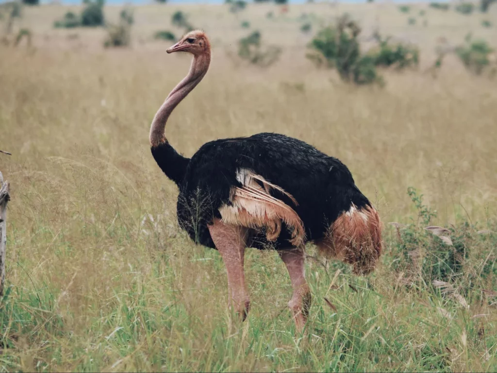 Nairobi day tours - ostrich