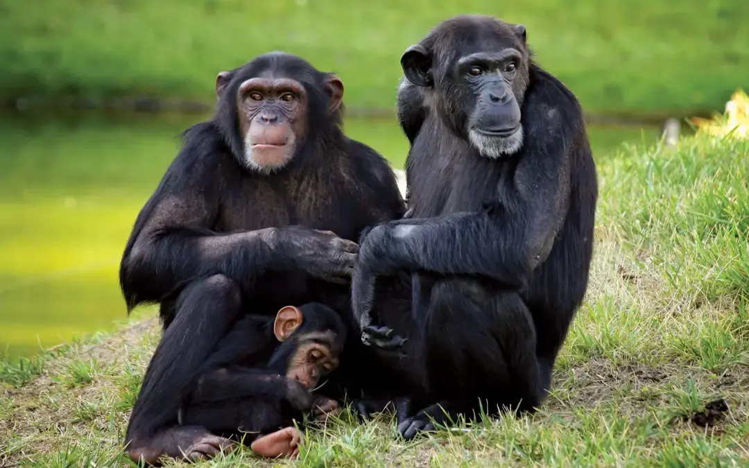 Kenya Safari Packages from Dubai - Chimpanzee