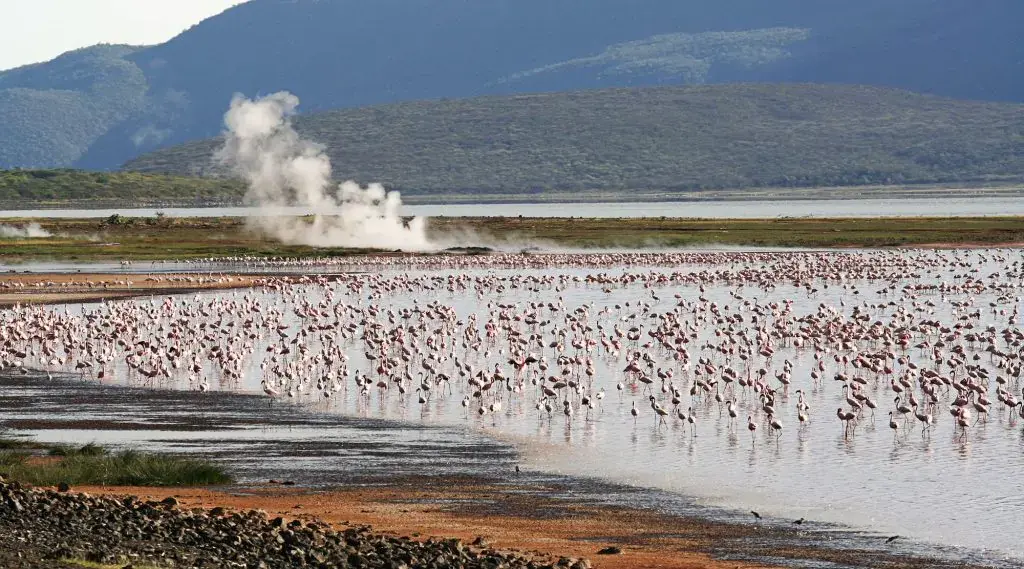 Lake Bogoria National Reserve - Flamingo and Hot Springs