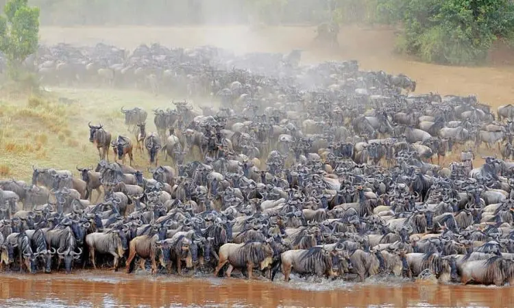 Masai Mara Wildebeest Migration - AjKenyaSafaris.com