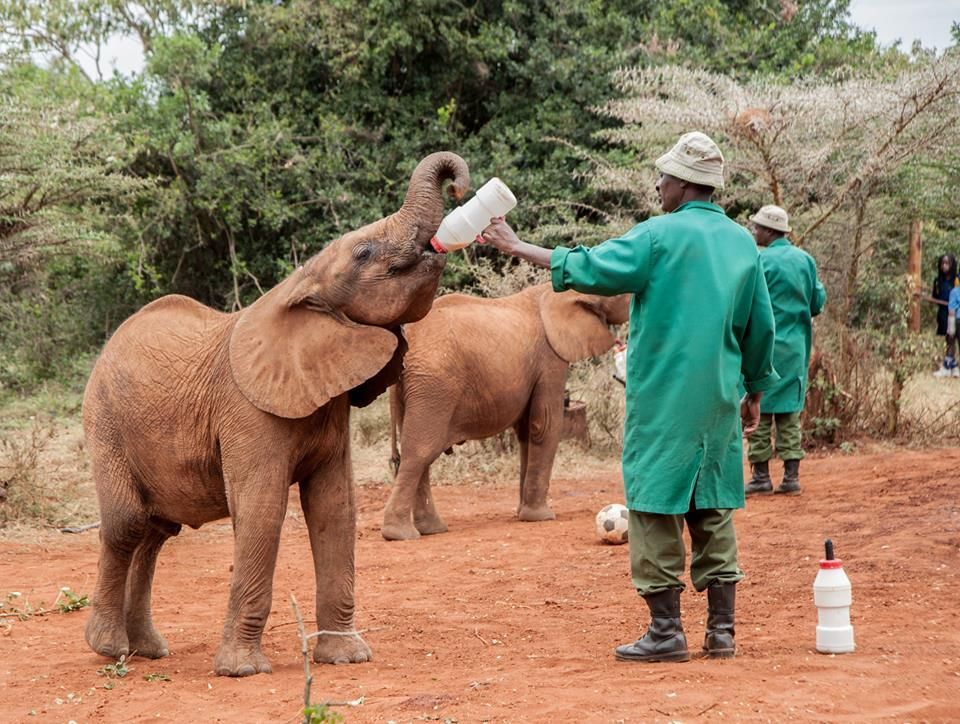 Nairobi Tours - David Sheldrick