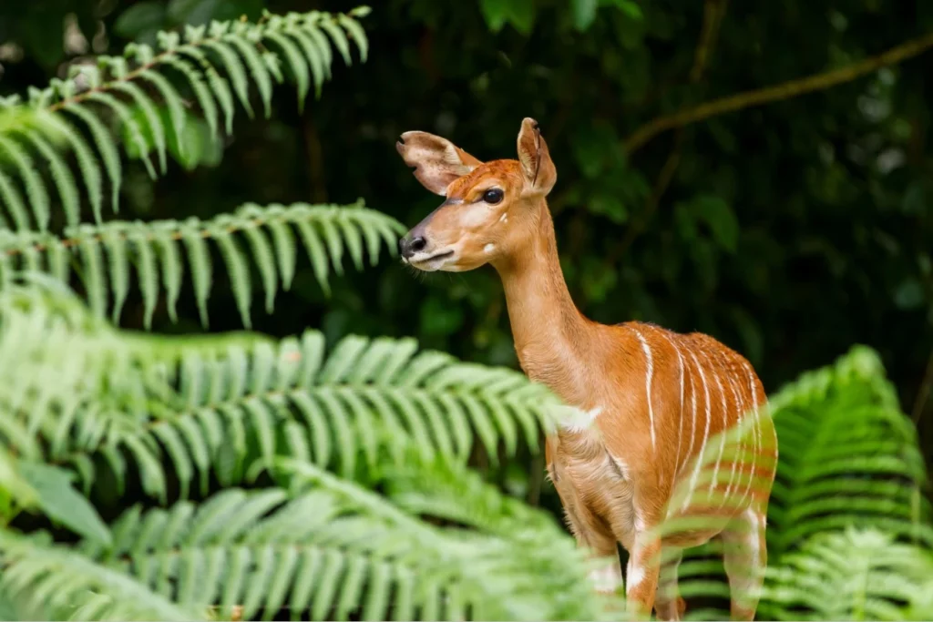 Ndere Island National Park - Sitatunga antelope