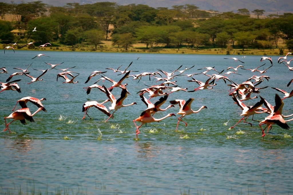 Best Safari Near Nairobi - AjKenyaSafaris.com