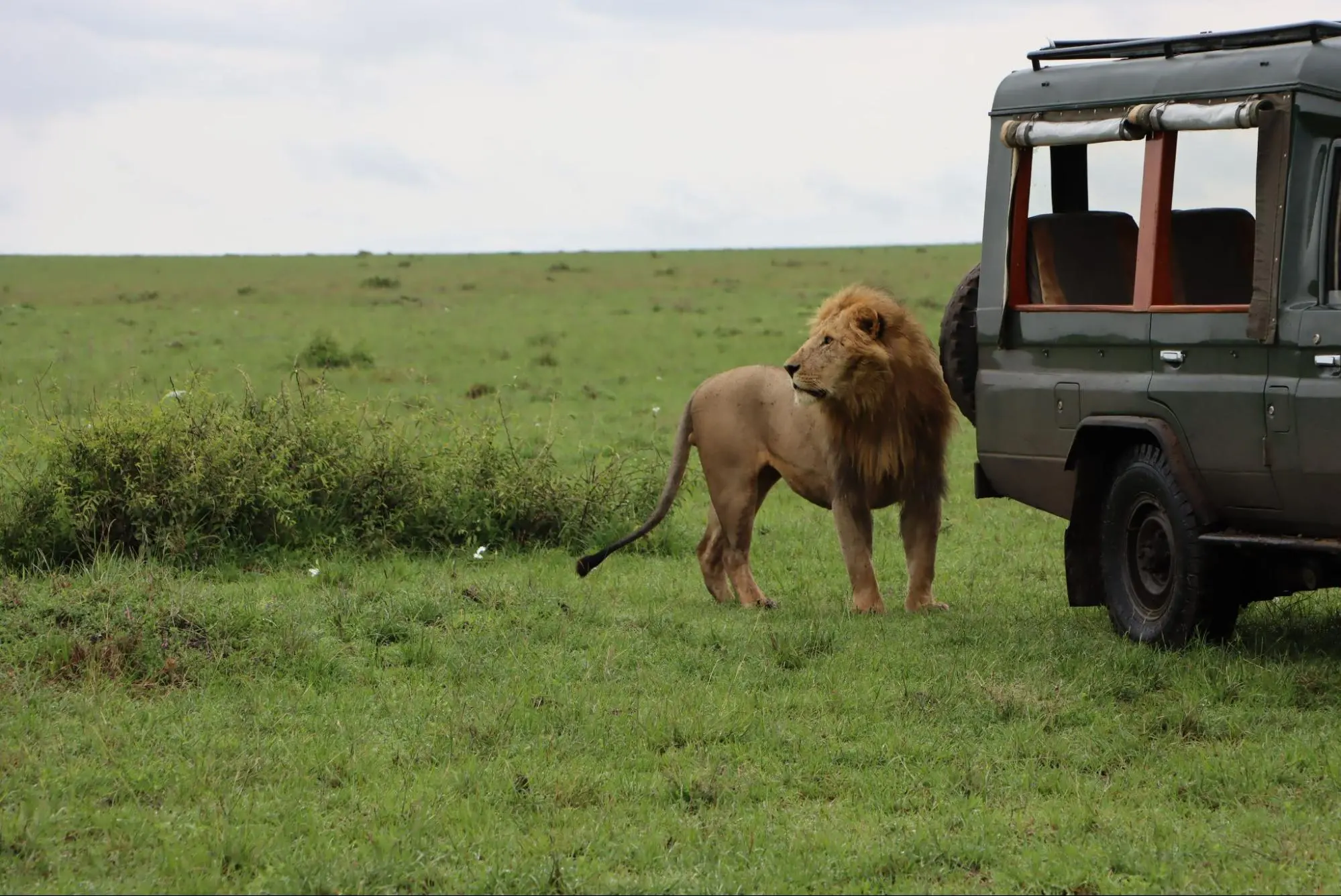 Kenya Safari rules: Lion at a Land Cruiser